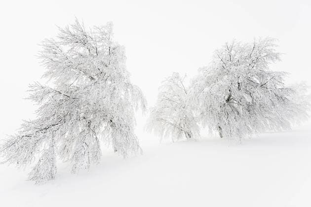 Schneebedeckte Buchen (Fagus sp.), Schauinsland, Freiburg im Breisgau, Schwarzwald, Baden-Württemberg, Deutschland, Europa ibldjs03781420.jpg