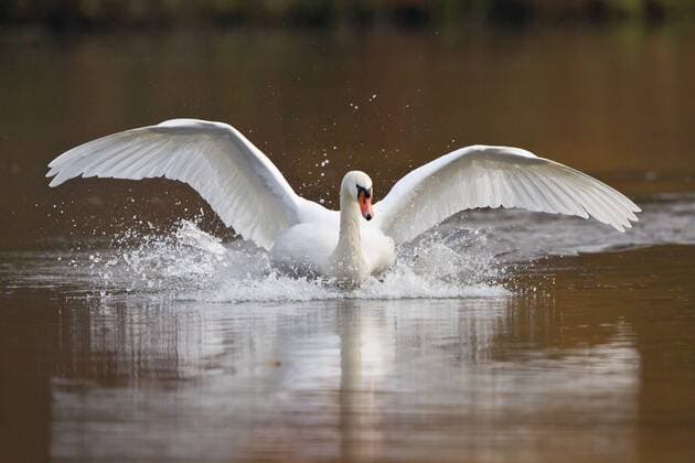 Auf dem Wasser landender Höckerschwan (Cygnus olor), Nordhessen, Hessen, Deutschland, Europa ibxwma03782378.jpg