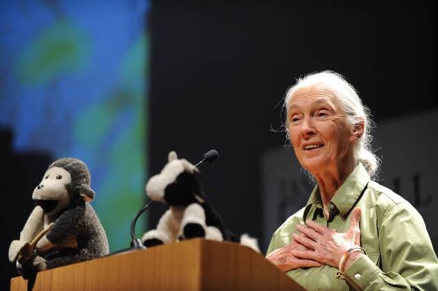 IMAGO ICONS: Jane Goodall Primatologist Dr. Jane Goodall, participates in a conference called Reasons for Hope , in the Catholic University of Chile, in Santiago, capital of Chile, on Nov. 23, 2013. Jane Goodall has dedicated her life to studying the behavior of chimpanzees in Africa and to promote sustainables lifestyles for the planet. Goodall will be visiting Chile until Nov. 26 conducting various activities, according to the local press. (Xinhua Jorge Villegas) (jp) (ce) CHILE-SANTIAGO-ENVIRONMENT-CONFERENCE 