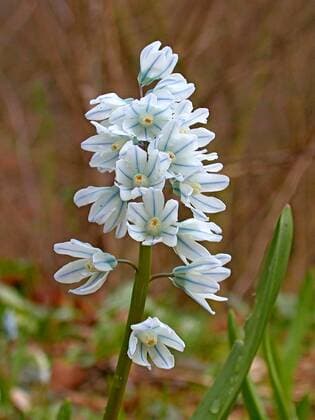 Puschkinie, Puschkinia, Kegelblume (Puschkinia scilloides), Bluetenstand Puschkinia (Puschkinia scilloides), inflorescence BLWS302004