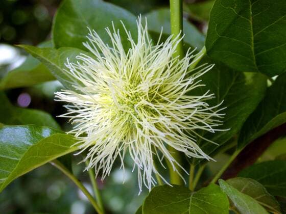 IMAGO Nature: Unsere Erde, Pflanzen, Seltene Pflanzen Osagedorn (Maclura pomifera), Bluetenstand osage orange (Maclura pomifera), inflorescences BLWS031493