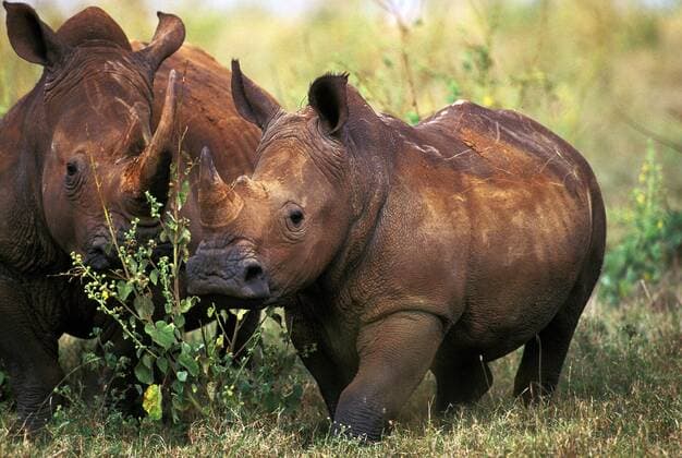 White Rhinoceros, ceratotherium simum, Adults, Kenya