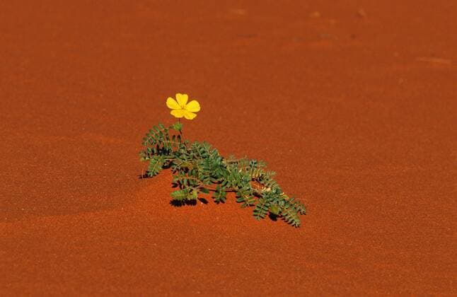 Wuestensand mit Burzeldorn (Tribulus spec.), blueende Wueste, Namibia, Sossusvlei in sand desert with Tribulus spec.), Namibia, Sossusvlei BLW031008