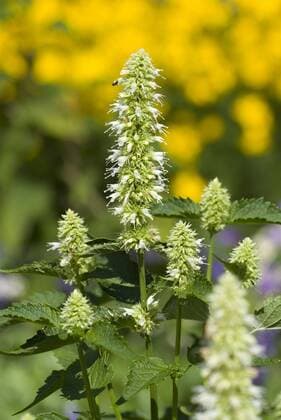 Nesselblaettrige Duftnessel (Agastache urticifolia), bluehend giant hyssop, nettle leaf giant hyssop (Agastache urticifolia), blooming BLWS353661