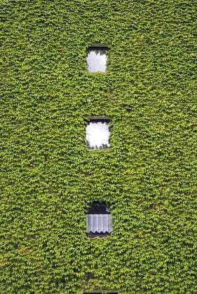 Dreilappige Jungfernrebe, Wilder Wein (Parthenocissus tricuspidata), Ranken an einer Hauswand Boston ivy, Japanese creeper (Parthenocissus tricuspidata), at a cladding BLWS190144