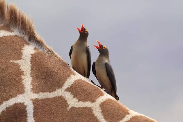 Rotschnabel-Madenhacker, Rotschnabelmadenhacker (Buphagus erythrorhynchus), zwei Madenhacker sitzen mit offenen Scnaebeln auf einem Giraffenhals, Kenia, Samburu National Reserve Red-billed Oxpecker (Buphagus erythrorhynchus), two oxpeckers sitting on a giraffe s neck with open bills, Kenya, Samburu National Reserve BLWS354065