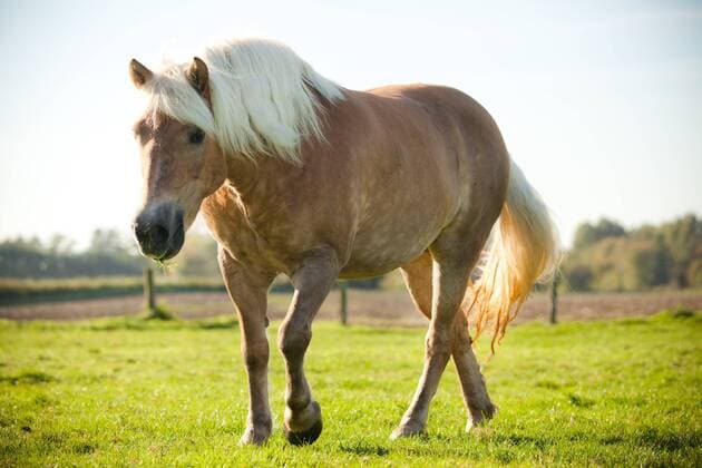  Haflinger, Stute auf der Wiese iblcma03792828.jpg