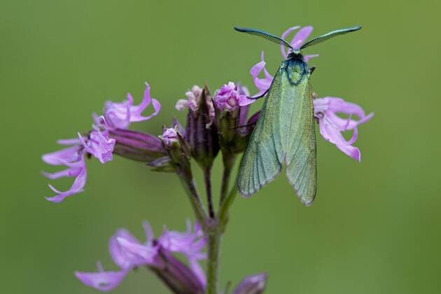 Gewoehnliches Gruenwidderchen, Gemeines Gruenwidderchen, Ampfer-Gruenwidderchen, Ampfergruenwidderchen, Sauerampfer-Gruenwidderchen, Sauerampfergruenwidderchen, Gruenwidderchen, Gruen-Widderchen, Grasnelken-Widderchen, Grasnelkenwidderchen (Procris statices, Adscita statices), sitzt auf Kuckucks-Lichtnelke, Deutschland, Rheinland-Pfalz Forester, Common forester (Procris statices, Adscita statices), sitting on meadow campion, Germany, Rhineland-Palatinate BLWS289748