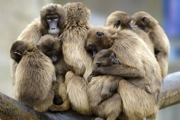 Dschelada, (Theropithecus gelada), Gruppe, Kuscheln,
