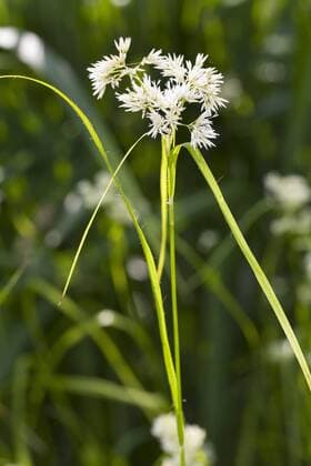 Schnee-Hainsimse, Schneehainsimse, Schneeweisse Hainsimse, Weisse Hainsimse, Schneemarbel, Schnee-Marbel (Luzula nivea), bluehend, Deutschland Snowy woodrush, Snowy wood sedge, Snowy wood rush (Luzula nivea), blooming, Germany BLWS355147