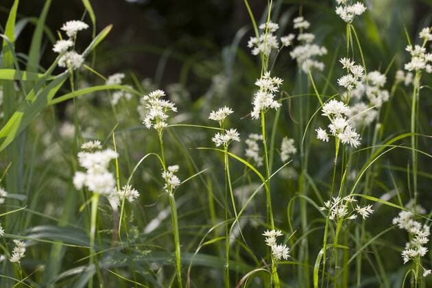 Schnee-Hainsimse, Schneehainsimse, Schneeweisse Hainsimse, Weisse Hainsimse, Schneemarbel, Schnee-Marbel (Luzula nivea), bluehend, Deutschland Snowy woodrush, Snowy wood sedge, Snowy wood rush (Luzula nivea), blooming, Germany BLWS355148