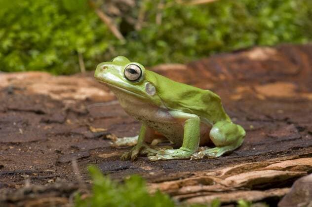 Korallenfinger, Korallenfinger-Laubfrosch, Korallenfingerlaubfrosch, Australischer Laubfrosch (Litoria caerulea, Hyla caerulea, Pelodryas caerulea), auf einem Stein Green Tree Frog White s Treefrog, White s Tree Frog (Litoria caerulea, Hyla caerulea, Pelodryas caerulea), on a stone BLWS331800