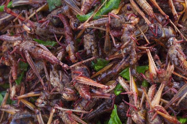  Frittierte Grillen, mit Blättern von Frühlingszwiebeln garniert, Thailand, Asien iblbdn03794997.jpg