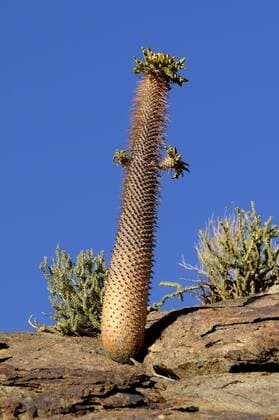 IMAGO Nature: Unsere Erde: Pflanzenwelt: Hässliche Pflanzen Halfmens, Pachypodium namaquanum (Pachypodium namaquanum), mit Bluetenstand im Habitat, Suedafrika, Richtersveld Nationalpark Namaqua thick-foot, halfmens (Pachypodium namaquanum), with inflorescence in habitat, South Africa, Richtersveld National Park BLWS356393