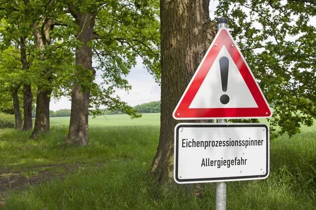 Eichenprozessionsspinner, Eichen-Prozessionsspinner (Thaumetopoea processionea), Warnschild in von Eichen-Prozessionsspinner besiedelten Wald, Warnung vor Allergiegefahr, Deutschland oak processionary moth (Thaumetopoea processionea), warning sign, riks of allery because of oak processionary moths in a infested forest, Germany BLWS356413