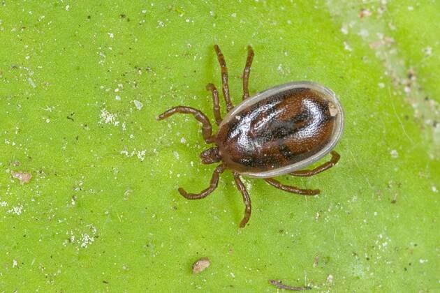 Zecke, Gemeiner Holzbock (Ixodes ricinus), Maennchen, Deutschland European castor bean tick, European sheep tick (Ixodes ricinus), male, Germany BLWS356760