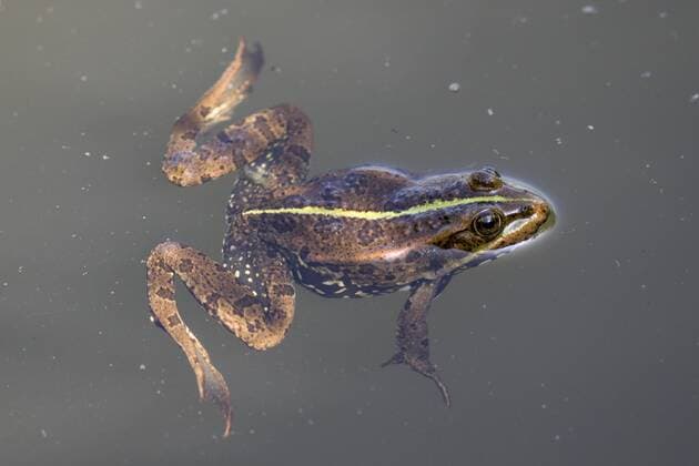 Kleiner Wasserfrosch (Pelophylax lessonae) - McPNBT