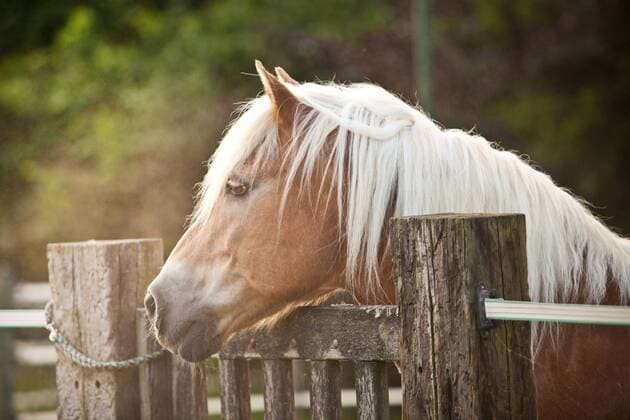  Wallach, Haflinger, schaut über den Zaun des Paddocks iblcma03792490.jpg