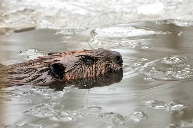 Biber - Castor fiber Nagetiere, Der kanadische Biber - Castor canadensis - ist vom europäischen nur durch seine Chromosomenzahl zu unterscheiden. Weitgehend nachtaktiv. Weite Wanderungen, bis zu 100 km, um neue Reviere zu besiedeln