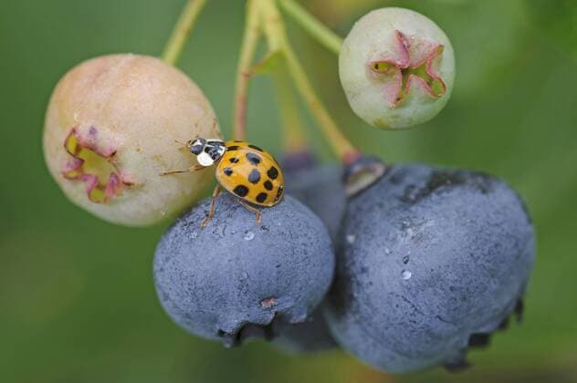 Asiatischer Marienkaefer, Harlekin-Marienkaefer, Harlekinmarienkaefer (Harmonia axyridis), an Blauebeeren, Deutschland, Niedersachsen multicoloured Asian beetle (Harmonia axyridis), on blue berries, Germany, Lower Saxony BLWS357772