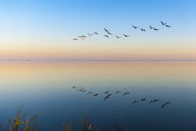 Kranich, Graukranich, Grau-Kranich, Grauer Kranich, Eurasischer Kranich (Grus grus), ziehende Kraniche bei Sonnenuntergang an der Ostsee, Deutschland, Mecklenburg-Vorpommern, Ostsee, Gross Mohrdorf Common crane, Eurasian Crane (Grus grus), flying flock at sunset at Baltic Sea, Germany, Mecklenburg-Western Pomerania, Baltic Sea, Gross Mohrdorf BLWS357790