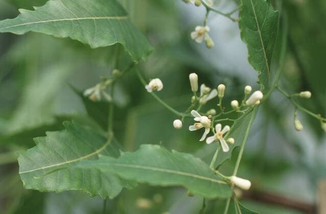 IMAGO Nature: Unsere Erde: Pflanzenwelt: Bedrohte Arten Niem-Baum, Niembaum, Neem-Baum, Neembaum, Niem, Neem, Margosa (Melia azadirachta, Melia indica, Azadirachta indica, Antelaea azadirachta), bluehend Neem tree, Nimtree, Indian-lilac (Melia azadirachta, Melia indica, Azadirachta indica, Antelaea azadirachta), blooming BLW048229