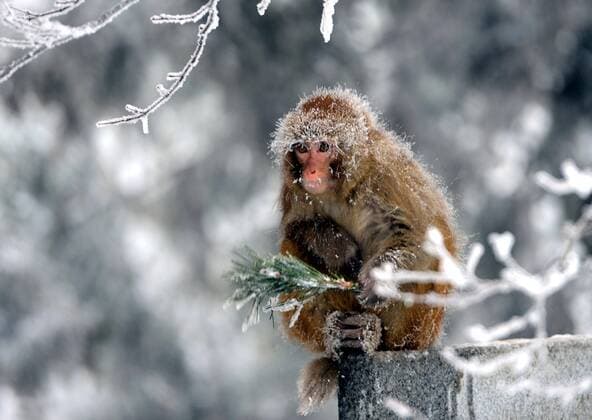 (140209) -- ANHUI, Feb. 9, 2014 (Xinhua) -- A macaque is seen after a heavy snowfall in Lushan Mountain, east China s Jiangxi province, Feb. 9, 2014. (Xinhua Zhou Ke) (wf) CHINA-SCENERY-LUSHAN (CN) 