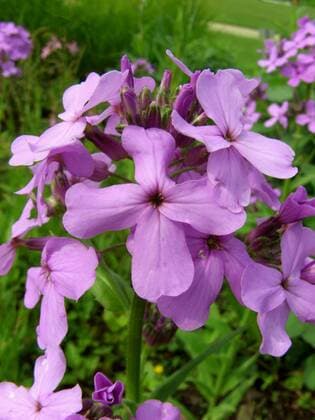 Gemeine Nachtviole (Hesperis matronalis), Blueten dame s-rocket, dame s-violet, garden rocket, Dame s rocket (Hesperis matronalis), flowers BLWS033809