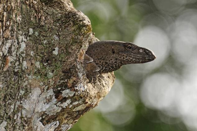 Bengalenwaran, Bengalwaran (Varanus bengalensis), schaut aus einer Baumhoehle, Sri Lanka, Wilpattu Nationalpark Bengal monitor, Indian monitor, common monitor (Varanus bengalensis), looking out of a tree hole, Sri Lanka, Wilpattu National Park BLWS355776