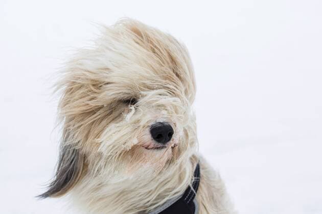 IMAGO Nature: Unsere Erde, Ressourcen, Wind Tibet-Terrier, Tibet Terrier, Tibetterrier, Tibetanischer Terrier (Canis lupus f. familiaris), einjaehriger, hell-zobelfarben-weisser Ruede, Portraet mit wehenden Haaren bei Wind im Schnee, Deutschland Tibetan Terrier, Tsang Apso, Dokhi Apso (Canis lupus f. familiaris), one-year-old, bright sable and white male with blowing hair in snow, Germany BLWS358642