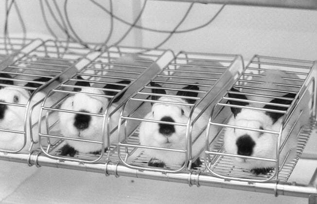 Feature Symbol: Versuchstiere 07 86 thö Versuchslabor Tierlabor Versuchstier Labortier Labortiere Tierversuche Tierversuch Kosmetik Kaninchen niedlich süß animal research testing experimentation test experimental laboratory quer sw