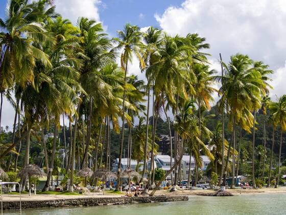Palmen, Marigot Bay, Region Castries, St. Lucia, Inseln über dem Winde, Kleine Antillen, St. Lucia, Nordamerika iblmox03835121.jpg