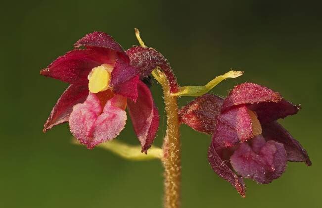  Rotbraune Stendelwurz oder Braunrote Ständelwurz (Epipactis atrorubens), blühend, Hessen, Deutschland, Europa iblmkh03571313.jpg
