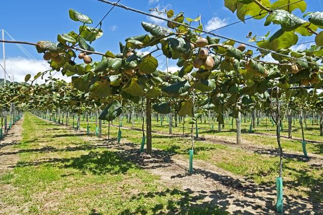  Kiwi-Plantage (Actinidia deliciosa) mit reifen Früchten, East Cape, Region Gisborne, Nordinsel, Neuseeland, Ozeanien ibxmad03843216.jpg
