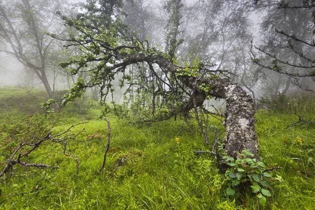  Moor-Birke (Betula pubescens) im Nebel, Hardangervidda, Hordaland, Norwegen, Europa iblggr03837610.jpg