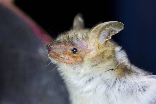 Grosses Mausohr, Riesenfledermaus, Riesen-Fledermaus (Myotis myotis), Portraet, Seitenansicht, Deutschland, Nordrhein-Westfalen Greater Mouse-eared bat, Large Mouse-Eared Bat (Myotis myotis), portrait, side view, Germany, North Rhine-Westphalia BLWS359858