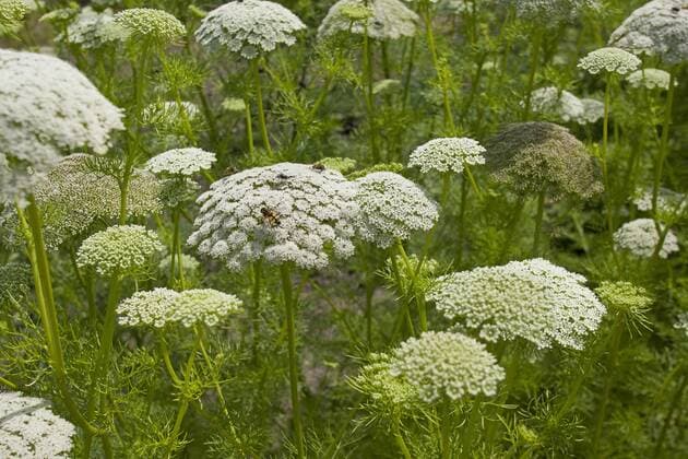 Echer Ammei, Zahnstocher-Ammei, Zahnstocherkraut, Khella, Bischofskraut, Echte Knorpelmoehre (Ammi visnaga, Daucus visnaga), bluehend Pick Tooth, Bisnaga, Toothpickweed, Khella (Ammi visnaga, Daucus visnaga), blooming BLWS359777