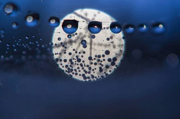 Tautropfen an einem Spinnennetz, Deutschland, Sachsen spider web with dewdrops, Germany, Saxony BLWS360469