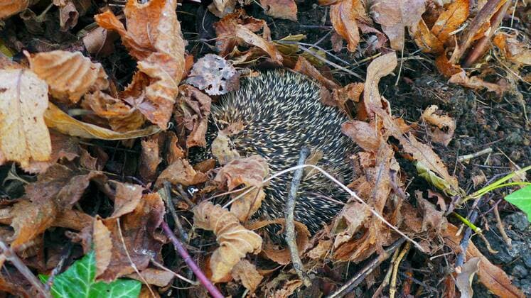 IMAGO Creative: Jahreszeit Herbst, Igel beziehen Winterquartier Europaeischer Igel, Westeuropaeischer Igel, Westigel, West-Igel, Braunbrustigel, Braunbrust-Igel (Erinaceus europaeus), Igel wacht aus dem Winterschlaf auf, Deutschland, Nordrhein-Westfalen Western hedgehog, European hedgehog (Erinaceus europaeus), waking upt after winter sleep, Germany, North Rhine-Westphalia BLWS360785