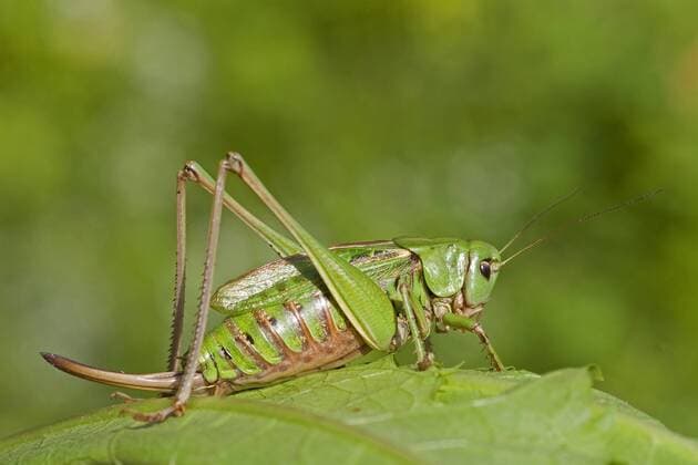 Warzenbeisser (Decticus verrucivorus), auf einem Blatt, Schweiz wart-biter, wart-biter bushcricket (Decticus verrucivorus), on a leaf, Switzerland BLWS342483