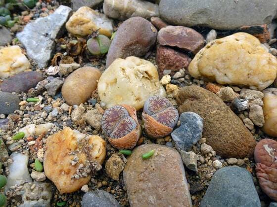 Lebender Stein (Lithops spec.), lebende Steine zwischen Kieselsteinen in einem Sukkulentenbeet stone plant (Lithops spec.), living stones among real stones BLWS360839