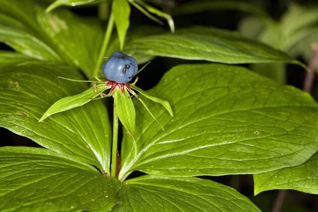 Vierblaettrige Einbeere, Einbeere (Paris quadrifolia), fruchtend, Deutschland Herb Paris (Paris quadrifolia), fruiting, Germany BLWS259870