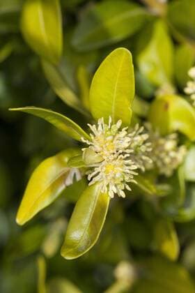 IMAGO Nature: Unsere Erde: Pflanzenwelt: Bedrohte Arten Gewoehnlicher Buchsbaum (Buxus sempervirens), bluehender Zweig, Deutschland common box, boxwood (Buxus sempervirens), blooming branch, Germany BLWS336701