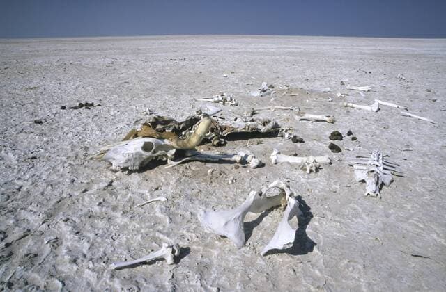 IMAGO Nature: Unsere Erde, Klimawandel, Dürren Skelett eines verendeten Rindes, Makgadikgadi Pan, Botswana, Afrika ibldrn03874112.jpg