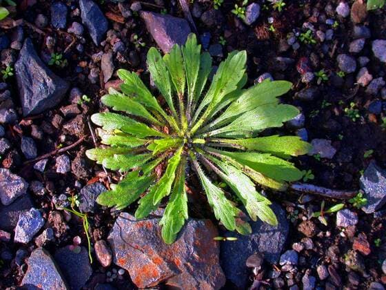 Kanadisches Berufkraut (Conyza canadensis, Erigeron canadensis), Blattrosette im Fruehjahr, Deutschland horseweed, Canadian fleabane (Conyza canadensis, Erigeron canadensis), leaf rosette in Spring, Germany BLWS299217