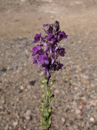 Purpur-Leinkraut, Purpurleinkraut, Purpurbluetiges Leinkraut (Linaria purpurea), Bluetenstand, Deutschland, Nordrhein-Westfalen Perennial snapdragon, Purple toadflax (Linaria purpurea), inflorescence, Germany, North Rhine-Westphalia BLWS362079