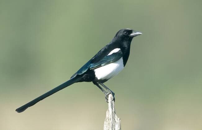 Elster (Pica pica), sitzt auf einem Holzpfahll, Deutschland, Nordrhein-Westfalen black-billed magpie (Pica pica), on a wooden post, Germany, North Rhine-Westphalia BLWS020677
