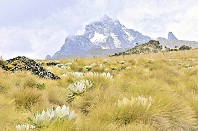 Die obere Region des Mount Kenia Berg Massivs  1082000106