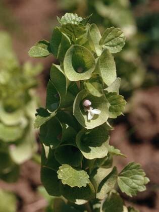 Muschelblume, Muschl-Blume, Irlandglocke, Irland-Glocke (Moluccella laevis), Bluetenstand Bells-of-Ireland, Bells of Ireland, Shellflower, Shell flower (Moluccella laevis), inflorescence BLWS312508