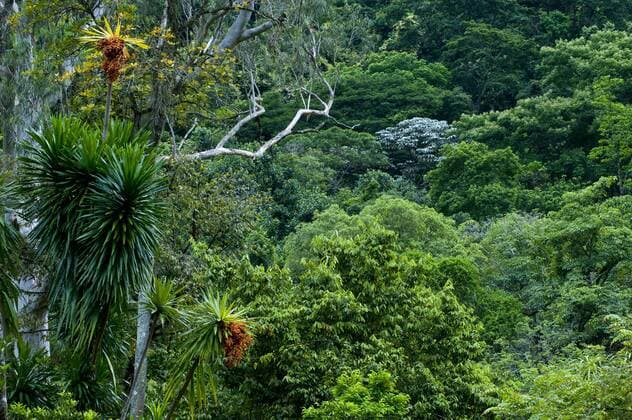 Botanischer Garten von Rio de Janeiro seoh14088